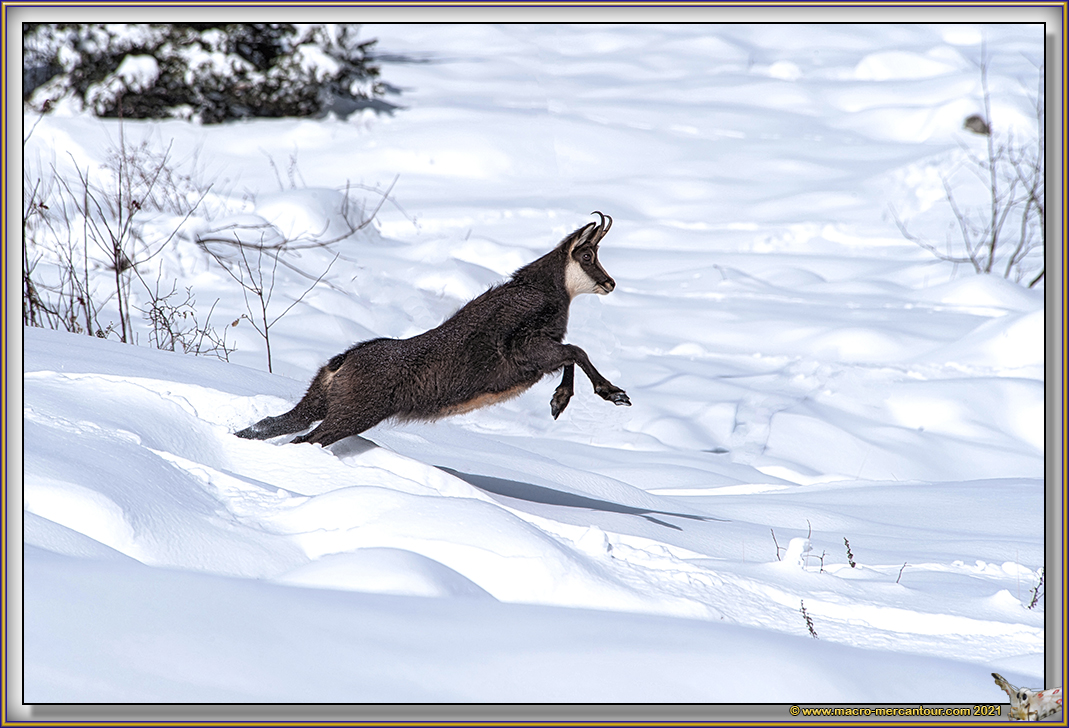 Chamois